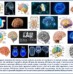 Qual’è la tua lingua madre? lo rivela il cervello