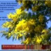 Festa della Donna 2008: le prime Donne manager (Newsletter della Storia dei Sordi n. 443 dell’ 8 marzo 2008)