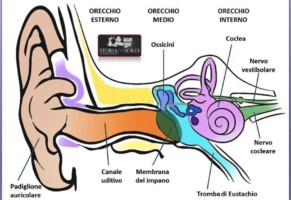 Inutile parlare al bambino nella pancia, sente appena i rumori. Ma ora con una sonda si può